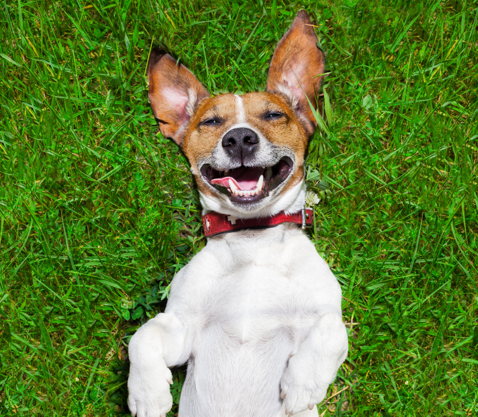 Dog smiling on grass