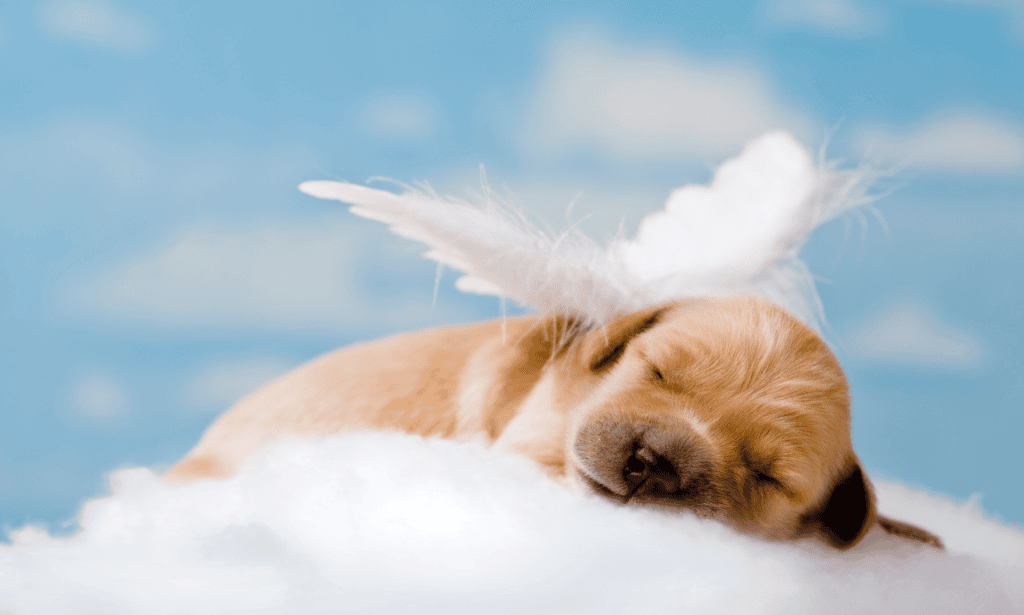 dog angel