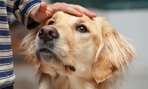 How animal communication makes you a better parent