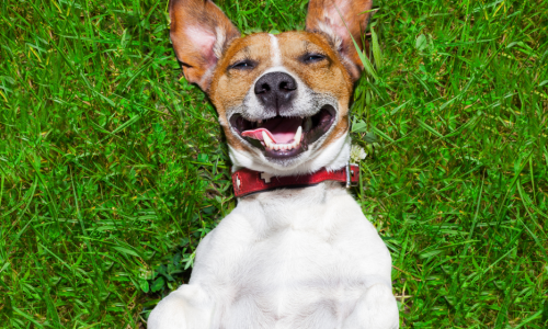 Dog smiling on grass