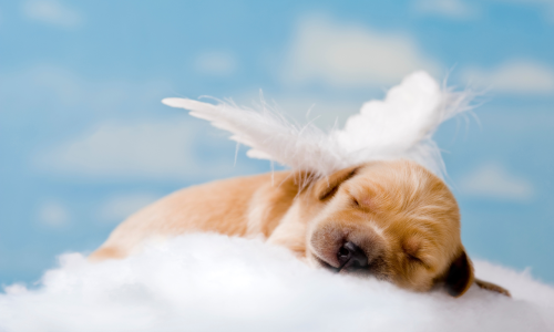 dog angel